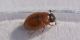 2 cercyon paranigriceps hydrophilidae lungo dora destra est .jpg