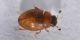 1 cercyon paranigriceps hydrophilidae lungo dora destra est .jpg