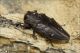 Chrysobothris_affinis_1807.jpg