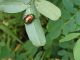 Chrysomelidae.JPG