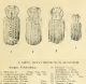 Disegno dilatatus.jpg
