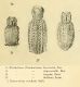 Disegno laesirostris.jpg