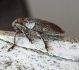 Monochamus galloprovincialis_credo 2.jpg
