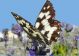farfalla88.jpg