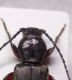 tetropium_pronotum.jpg