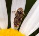 Cicadellidae 14 Maggio 2010 067 Visualizzazione Posta elettronica - Rapida.jpg