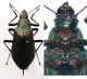 Campsiomorpha - Falsocamaria - Kopie (3).JPG