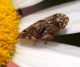 Cicadellidae 14 Maggio 2010 070 Visualizzazione Posta elettronica - Rapida.jpg