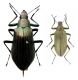 Campsiomorpha - Falsocamaria - Kopie.JPG