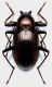 Tenebrionidae Vietnam - Kopie.JPG