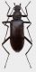 Tenebrionidae Vietnam - Kopie.JPG