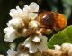 Andrena...forse....JPG