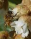 Osmia ... forse.JPG