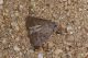 viscosa Is Arutas 18.11.16 P1010433_Edited_0001_Edited.JPG
