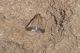 fuscolimbalis IsArutas 12.9.16 P1080352_Edited_0001.JPG