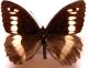 satyridae 018.JPG