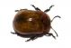 Cryptocephalus-coryli.jpg