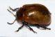 Cryptocephaluscoryli.jpg