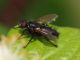 diptera 14 Maggio 2010 078 Visualizzazione Posta elettronica - Rapida.jpg