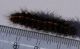Phragmatobia luctifera_credo3.JPG