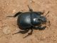 IMG_1368 Mugoni.jpg