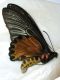 IMG_2621 T. aeacus formosanus.JPG