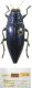 Chrysodema coelestina Obenberger,1922 male inv.20072.JPG