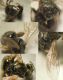 lasioglossum low.jpg