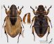 FG017_d_v_s_Aspidolea_clypeata.jpg