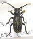 Iberodorcadion sp. (17-12-16 Academia Toan).jpg