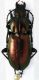 Pterostichus multipunctatus 14mm 1.JPG