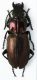 Pterostichus multipunctatus 16mm.JPG