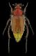 Eulasia fastuosasmall.jpg