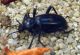 Eleodes sp. (4-7-16 TheNat).jpg