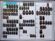 Scarabaeidae 59.JPG
