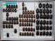 Scarabaeidae 57.JPG