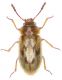 Phloiophilus edwardsi.jpg