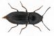 Hypnoidus-cf-consobrinus-Baldo.jpg