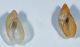 Succineidae 002mod.jpg