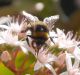 Bombus terrestris_credo a.JPG