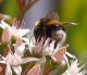Bombus terrestris_credo b.JPG