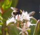 Bombus terrestris_credo c.JPG