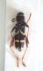 20160615 Clytus arietis Sachet Canale d Agordo BL.JPG
