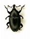 curculio zola p..JPG