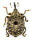 Cionus hortulanus.jpg