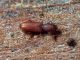 TG_Via_Settebagni_07-01-2017_TG4_020.JPG