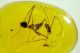 Leptomyrmex,_Dominican_amber.jpg