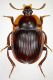 tn_Silfidae.jpg