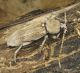 Trichoferus_machadoi.JPG