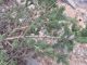 Adenocarpus_viscosus_02.JPG